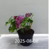 Darželinė (didžialapė) hortenzija - Hydrangea FOREVER & EVER® PURPLE