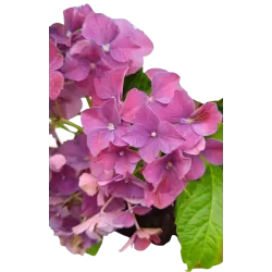 Hydrangea FOREVER & EVER ® PURPLE