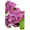 Hydrangea FOREVER & EVER ® PURPLE
