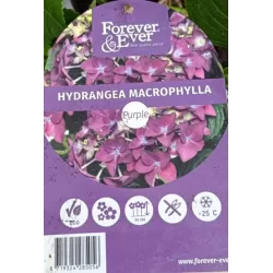 Hydrangea FOREVER & EVER ® PURPLE
