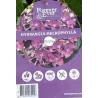 Hydrangea FOREVER & EVER ® PURPLE