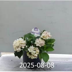 Darželinė hortenzija - Hydrangea macrophylla FOREVER & EVER® WHITE