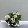 Darželinė hortenzija - Hydrangea macrophylla FOREVER & EVER® WHITE
