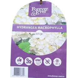Darželinė hortenzija - Hydrangea macrophylla FOREVER & EVER® WHITE