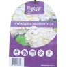 Darželinė hortenzija - Hydrangea macrophylla FOREVER & EVER® WHITE