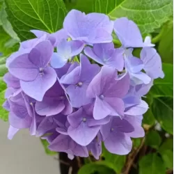 Hydrangea macrophylla FOREVER & EVER® BLUE