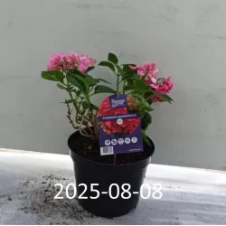 Darželinė hortenzija - Hydrangea macrophylla FOREVER & EVER RED