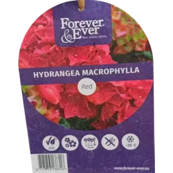 Darželinė hortenzija - Hydrangea macrophylla FOREVER & EVER RED
