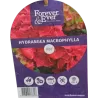 Hydrangea macrophylla FOREVER & EVER RED