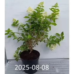 Šluotelinė hortenzija - Hydrangea paniculata Living SUMMER SNOW