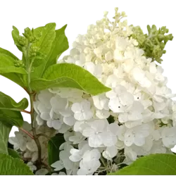 Šluotelinė hortenzija - Hydrangea paniculata Living SUMMER SNOW