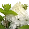 Šluotelinė hortenzija - Hydrangea paniculata Living SUMMER SNOW