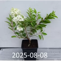 Hydrangea paniculata Living RASPBERRY PINK