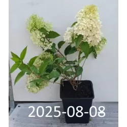 Hydrangea paniculata Living RASPBERRY PINK