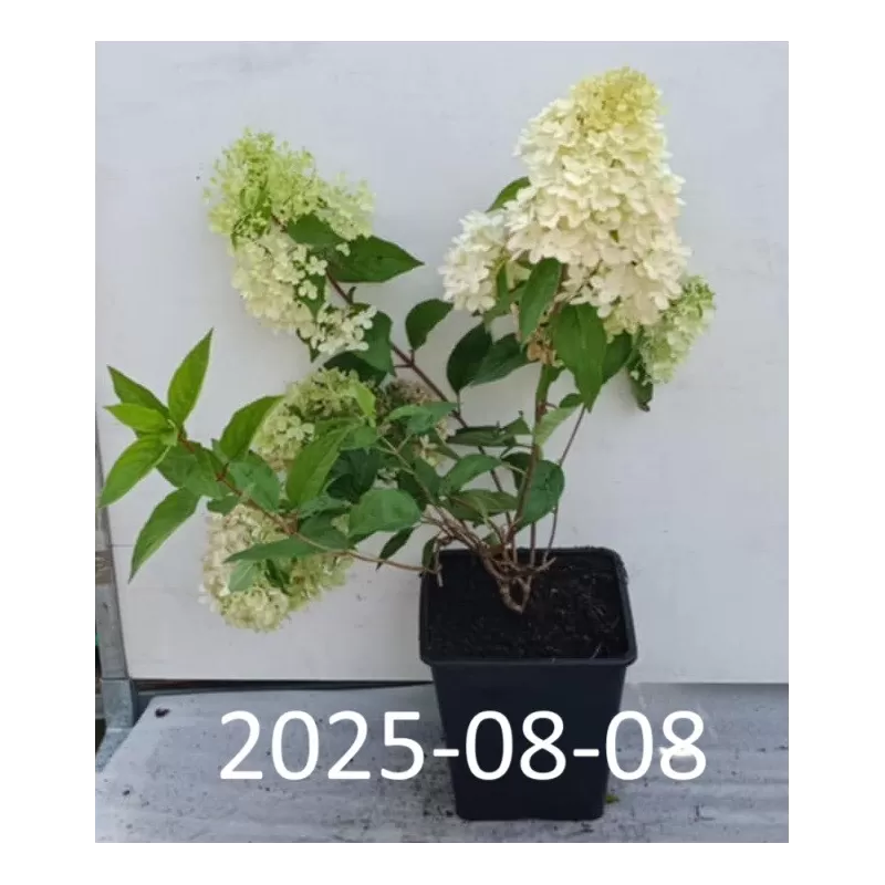 Hydrangea paniculata Living RASPBERRY PINK