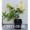 Šluotelinė hortenzija - Hydrangea paniculata Living RASPBERRY PINK