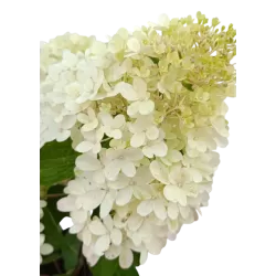 Šluotelinė hortenzija - Hydrangea paniculata Living RASPBERRY PINK