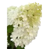 Hydrangea paniculata Living RASPBERRY PINK
