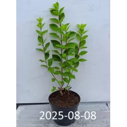 Šluotelinė hortenzija - Hydrangea paniculata Living COLOURFUL COCKTAIL