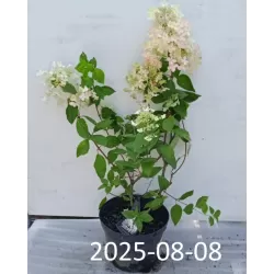 Hydrangea paniculata ANGELS BLUSH