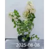Hydrangea paniculata ANGELS BLUSH