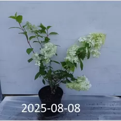 Šluotelinė hortenzija - Hydrangea paniculata BABY LACE