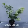 Šluotelinė hortenzija - Hydrangea paniculata BABY LACE