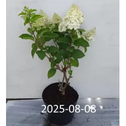 Šluotelinė hortenzija - Hydrangea paniculata Living SILVER DOLLAR