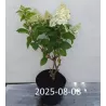 Šluotelinė hortenzija - Hydrangea paniculata Living SILVER DOLLAR