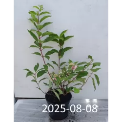 Šluotelinė hortenzija - Hydrangea paniculata PRIM RED