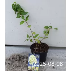 Šluotelinė hortenzija - Hydrangea paniculata SKYFALL