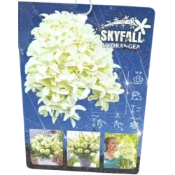 Šluotelinė hortenzija - Hydrangea paniculata SKYFALL