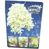 Šluotelinė hortenzija - Hydrangea paniculata SKYFALL