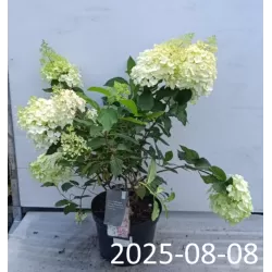 Šluotelinė hortenzija - Hydrangea paniculata STRAWBERRY BLOSSOM