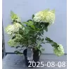 Šluotelinė hortenzija - Hydrangea paniculata STRAWBERRY BLOSSOM