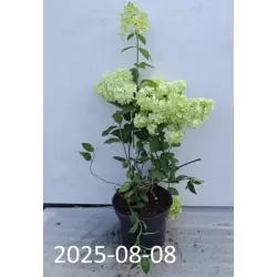 Šluotelinė (šluotinė) hortenzija - Hydrangea paniculata Diamantino