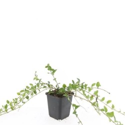 Mažoji žiemė - Vinca minor