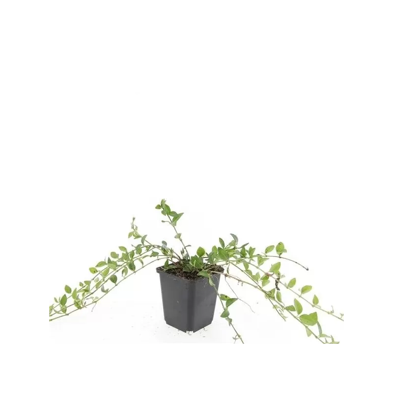 Mažoji žiemė - Vinca minor