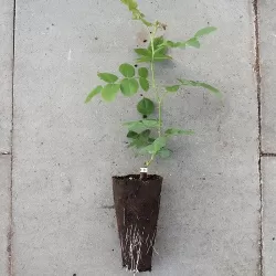 Rožių krūmai internetu su pristatymu į namus