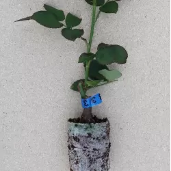 Rožių krūmai internetu su pristatymu į namus