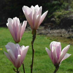 Magnolia HEAVEN SCENT