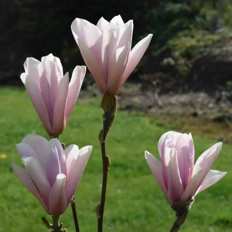 Magnolija - Magnolia HEAVEN SCENT