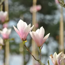 Magnolija - Magnolia HEAVEN SCENT