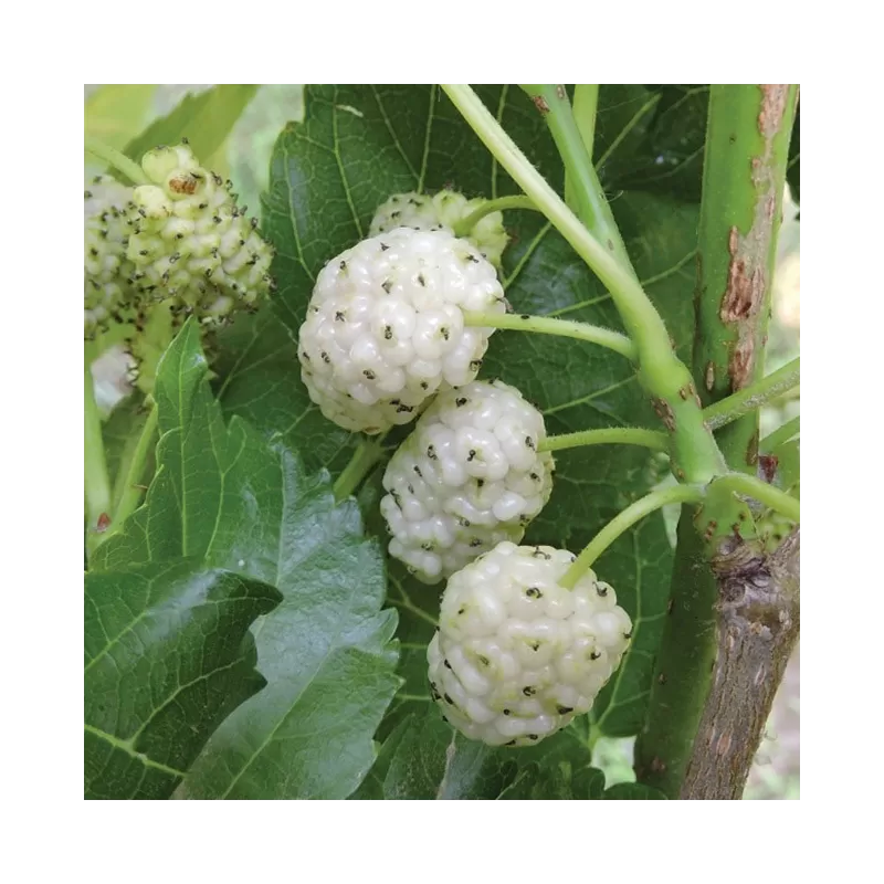 Šilkmedžiai su pristatymu Lietuvoje