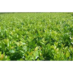 Užsisakyk augalus pavasariui jau dabar