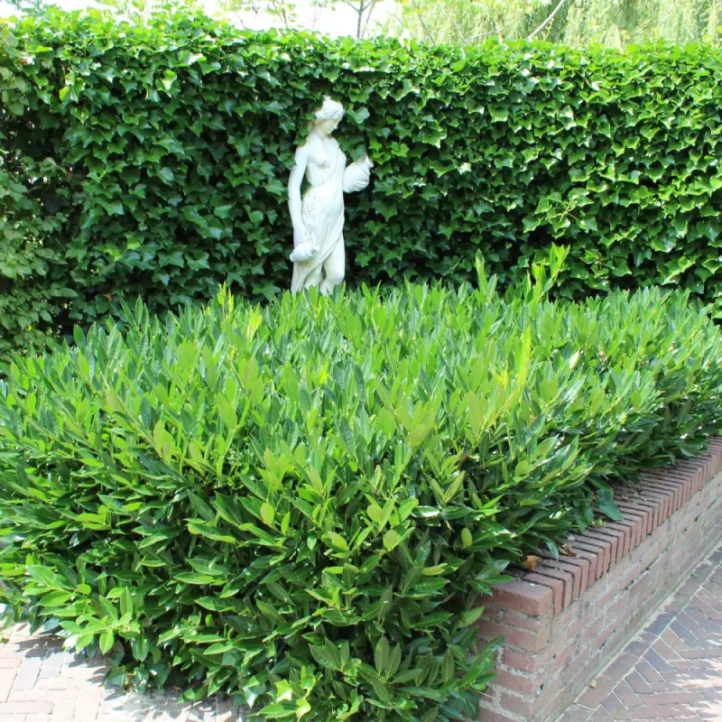 Užsisakyk augalus pavasariui jau dabar