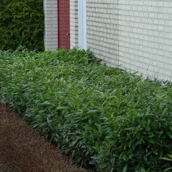 Užsisakyk augalus pavasariui jau dabar