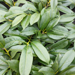 Užsisakyk augalus pavasariui jau dabar