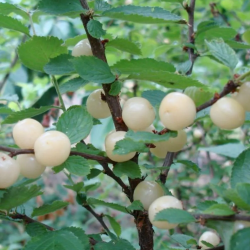 Pūkuotoji vyšnia - Prunus tomentosa WHITE NINJA