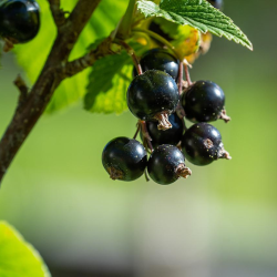 Juodieji serbentai - Ribes nigrum BONA
